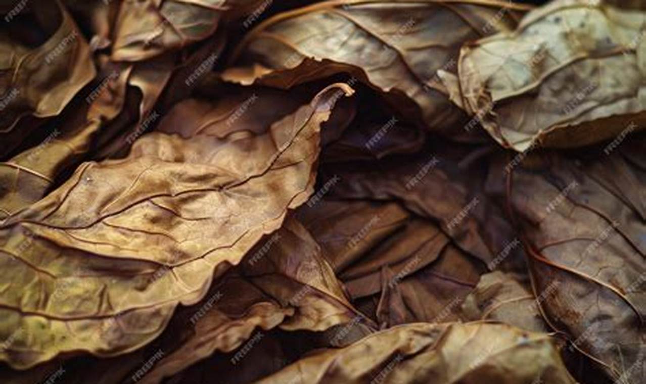 Rustic Dried Tobacco Leaves for Decoration: Home Decor