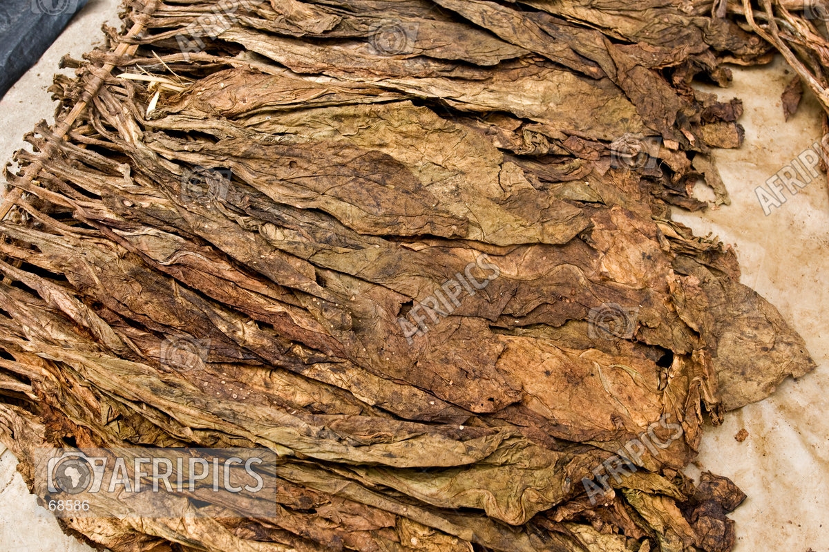 AFRIPICS Dried tobacco leaves