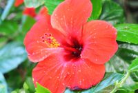 Hibiscus UMN Extension